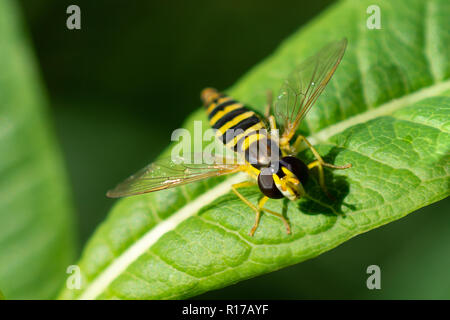 Hovefly ruht auf dem Blatt. Stockfoto
