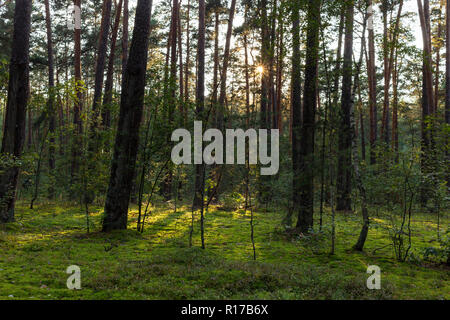 Nasse Kiefernwald und Moos mit Sonnenstrahlen in den Sonnenuntergang Zeitraum im Sommer. Ukraine, Gebiet Sumy Stockfoto