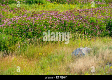 Joe - Pye-Unkraut Kolonien entlang der belebten Creek, Greater Sudbury, Ontario, Kanada Stockfoto