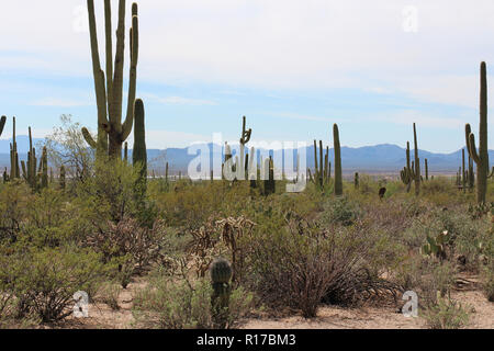 Wüstenlandschaft mit Saguaro Kakteen, kreosot Büsche, fass Kakteen, Prickly Pear Kakteen, Teddybär cholla Kakteen in der Wüste Entdeckung Natur T gefüllt Stockfoto