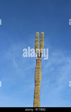 Oben auf einem sehr hohen Saguaro Kaktus, in zwei Abschnitte unterteilt, gegen den tiefblauen Himmel mit wispy, Zirruswolken in Saguaro National Park, Arizona, U Stockfoto