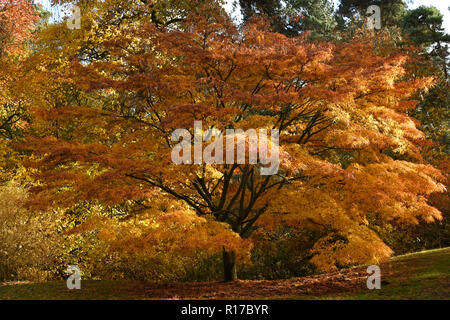 Atemberaubende japanischen Acer Baum im Herbst Stockfoto