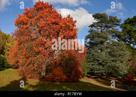 Herbstfärbung Stockfoto