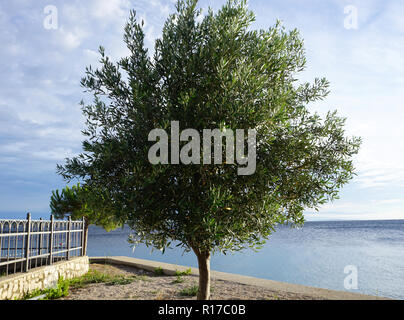 Krone des jungen Olivenbäumen mit Blick auf das Meer im Hintergrund auf der sonnigen Sommertag verzweigte Stockfoto