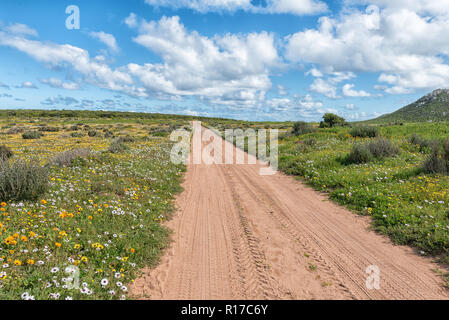 Wilde Blumen neben einer Straße am Postberg in der Nähe von Langebaan an der Atlantik küste in der Western Cape Provinz von Südafrika Stockfoto