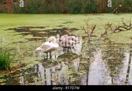 Schwäne auf dem See, graue Schwäne auf dem Teich im Herbst Stockfoto