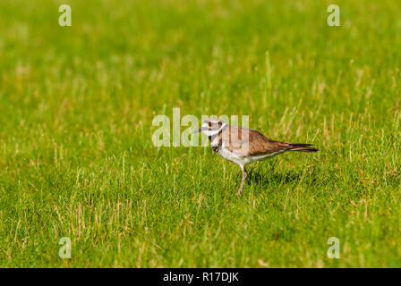 Killdeer (charadrius vociferus) - Frühling Morgen in Gras Wiese, Aurora, Colorado, USA. Foto im Juli genommen. Stockfoto