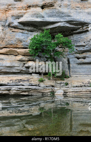Sandstein Klippen und Bäume in der Buffalo National River, Buffalo National River - Ozark, Arkansas, USA wider Stockfoto