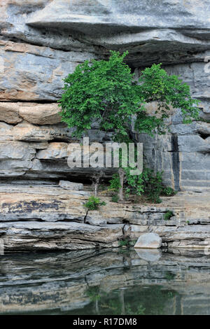 Sandstein Klippen und Bäume in der Buffalo National River, Buffalo National River - Ozark, Arkansas, USA wider Stockfoto