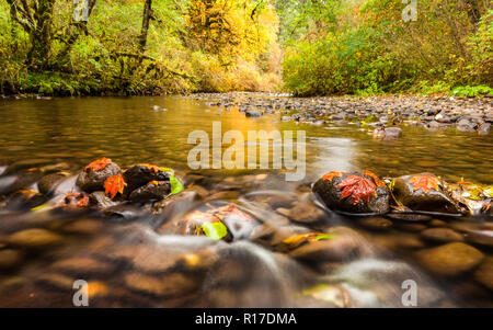 Blätter im Herbst in South Fork Silver Creek stecken zu den Felsen und goldene Farbe auf dem Wasser, Oregon, USA Stockfoto