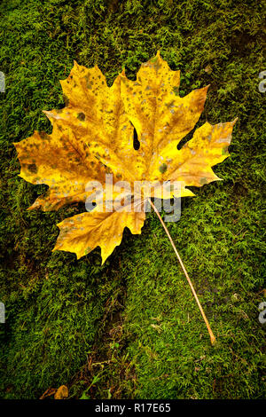 Einen einzigen Big Leaf Maple Leaf liegen auf grünen Moos im Wald mit schwarzem Teer pilzartige Flecken Stockfoto