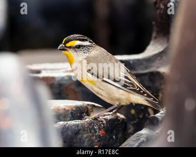 Gestreift (Pardalotus Pardalote striatus) Rennen "ORNATUS" Stockfoto