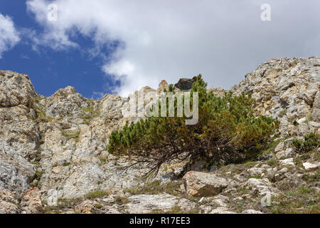 Einsame Pinus mugo (mountain pine) auf Kalkgestein im Hochgebirge. Konzept der Einsamkeit. Stockfoto