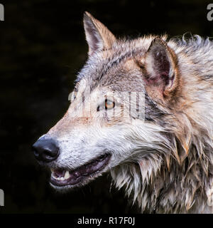 Tundra Wolf isoliert auf schwarzem Hintergrund Stockfoto