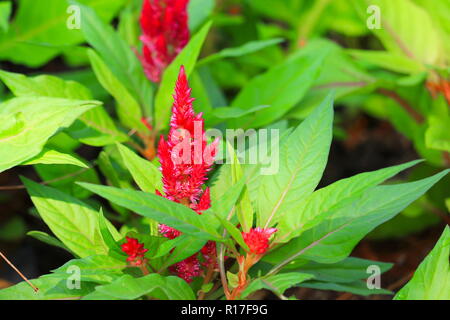 Red plumed cockscomb Blume oder Celosia argentea schön im Garten Stockfoto