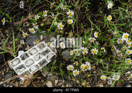 Gruppe von kleinen weißen Blüten mit Müll auf der Oberseite, Konzept für die Sorge um die Umwelt, Müll auf die Natur. Stockfoto