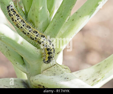 Caterpillar Larve des Kohlweißling Pieris brassicae, essen die Blätter einer Kohl. Stockfoto