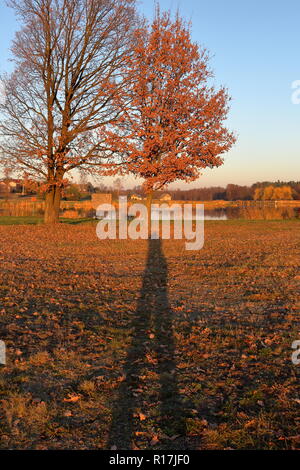 Der lange Schatten des Fotografen, zwei Bäume, Blätter im Spätherbst gefallen Stockfoto