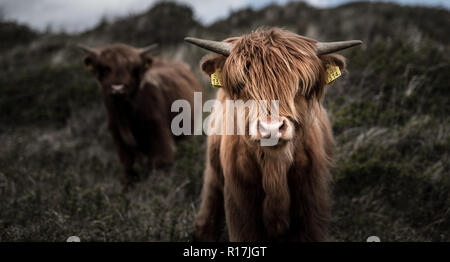 Schottisches Hochlandrind vor einem verschwommenen Hintergrund Stockfoto