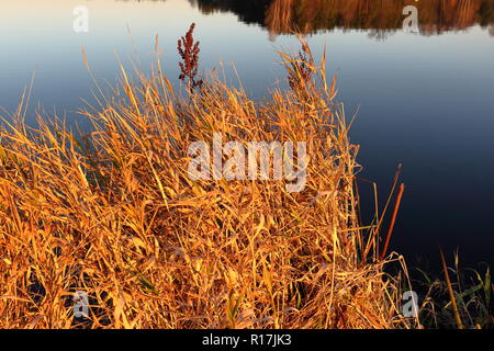 Binsen, Schilf, Gras, Wasser Pflanzen durch den See bei Sonnenuntergang im Herbst Stockfoto