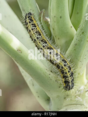 Caterpillar Larve des Kohlweißling Pieris brassicae, essen die Blätter einer Kohl. Unseasonal Klima und Wetter - Foto November 2018. Stockfoto