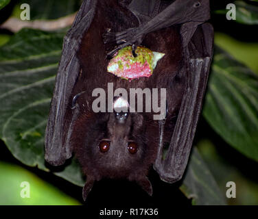 Fledermäuse sind Säugetiere der Ordnung Chiroptera; mit ihrer Vorderbeine als Flügel angepasst, sie sind die einzigen Säugetiere natürlich in der Lage, wahre und anhaltende Fliegen Stockfoto