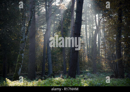 Muslimischer Friedhof, Kruszyniany, Grabstätte, Herbst, Bäume, Frieden, Ort der Anbetung, Gebet, Grabsteine Stockfoto