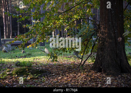 Muslimischer Friedhof, Kruszyniany, Grabstätte, Herbst, Bäume, Frieden, Ort der Anbetung, Gebet, Grabsteine Stockfoto