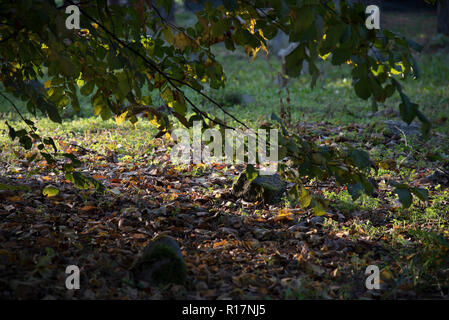 Muslimischer Friedhof, Kruszyniany, Grabstätte, Herbst, Bäume, Frieden, Ort der Anbetung, Gebet, Grabsteine Stockfoto