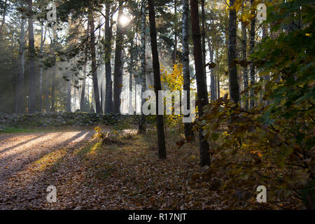 Muslimischer Friedhof, Kruszyniany, Grabstätte, Herbst, Bäume, Frieden, Ort der Anbetung, Gebet, Grabsteine Stockfoto