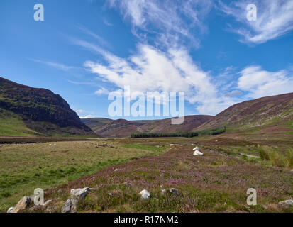 Das offene Tal von Glen Markierung in die Cairngorm National Park im Angus Glens, von Schottland, mit weidenden Schafen und blühende Heidekraut. Stockfoto