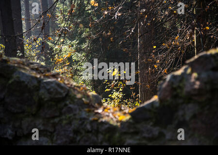 Ort der Macht, Ökumene, Wald, Quelle des Glaubens, Stockfoto