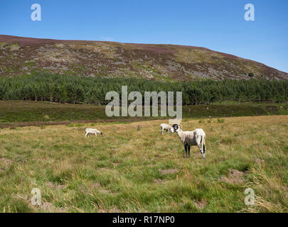 Schottische Hill Schafe grasen auf den Talboden von Glen Markierung in der Angus Glens, an einem warmen sonnigen Sommern Nachmittag. Angus, Schottland Stockfoto