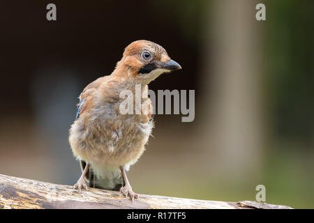 In der Nähe, Vorderansicht des wilden, flauschigen, juvenilen UK jay Bird (Garrulus glandarius), isoliert, auf Holz in der natürlichen Sommerumgebung im Freien gelegen. Stockfoto