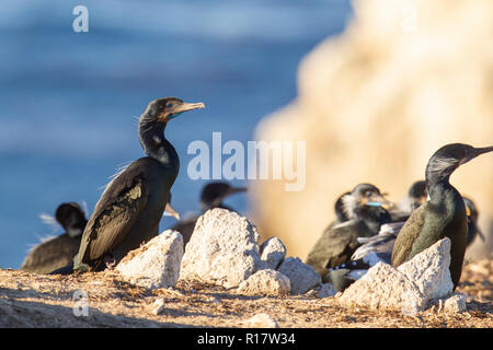 Kolonie der pelagischen Kormorane (Phalacrocorax pelagicus) für die Paarung und Nistplatz gesammelt Stockfoto