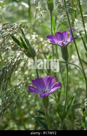 Leuchtend rosa Blüten corncockle glitzert in der Sonne unter den Gräsern. Es ist eine einheimische Pflanze in Großbritannien vor allem in Maisfeldern gesehen Stockfoto