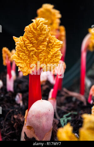 Gezwungen, Champagner Rhabarber im frühen Frühjahr unter einem Mülleimer für frühe Ernte und verbessertem Geschmack gewachsen. Leuchtend rosa Stengel und gelbe Blätter. Stockfoto