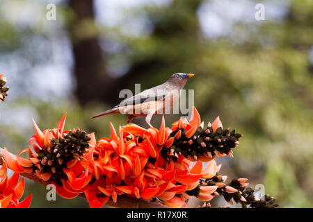 Kastanien-tailed Starling Lokal "Kath Shalik. Dhaka, Bangladesch. Stockfoto