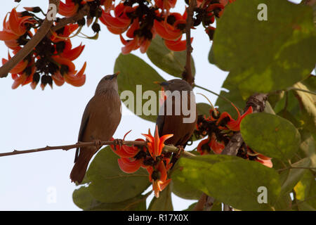 Kastanien-tailed Starling Lokal "Kath Shalik. Dhaka, Bangladesch. Stockfoto