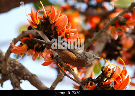 Kastanien-tailed Starling Lokal "Kath Shalik. Dhaka, Bangladesch. Stockfoto