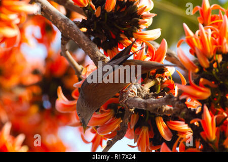 Kastanien-tailed Starling Lokal "Kath Shalik. Dhaka, Bangladesch. Stockfoto