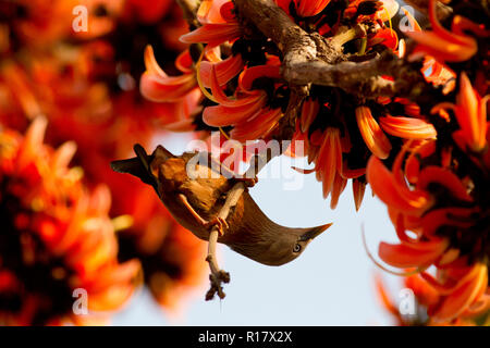 Kastanien-tailed Starling Lokal "Kath Shalik. Dhaka, Bangladesch. Stockfoto