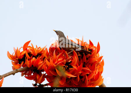 Kastanien-tailed Starling Lokal "Kath Shalik. Dhaka, Bangladesch. Stockfoto