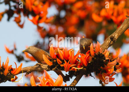 Kastanien-tailed Starling Lokal "Kath Shalik. Dhaka, Bangladesch. Stockfoto