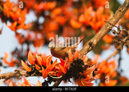 Kastanien-tailed Starling Lokal "Kath Shalik. Dhaka, Bangladesch. Stockfoto