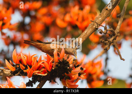 Kastanien-tailed Starling Lokal "Kath Shalik. Dhaka, Bangladesch. Stockfoto