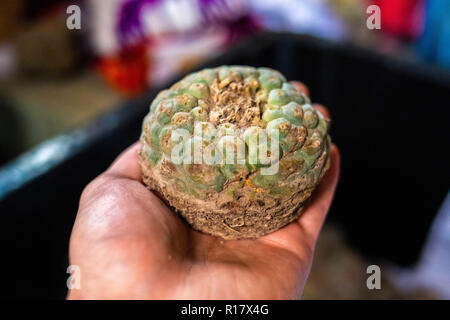 Peyote Kaktus geerntet mit meskalin isoliert Stockfoto