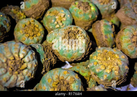 Peyote Kaktus geerntet mit meskalin isoliert Stockfoto