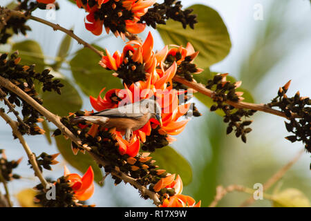 Kastanien-tailed Starling Lokal "Kath Shalik. Dhaka, Bangladesch. Stockfoto