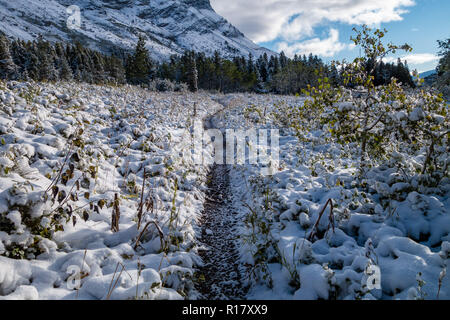 Schnee bedeckt die vegitation und Trail nach einem Schneesturm. Swiftcurrent Lake Nature Trail, Glacier National Park, Montana Stockfoto